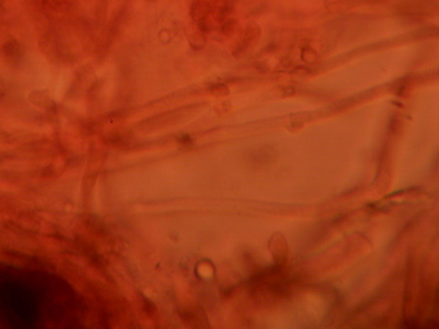 Provo anch''io con la microscopia